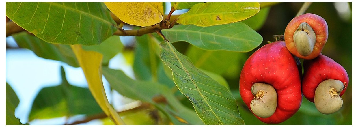 Cashewnødder når de er bedst