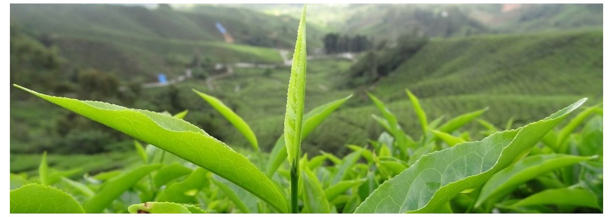 En fejring af teens forunderlige verden.