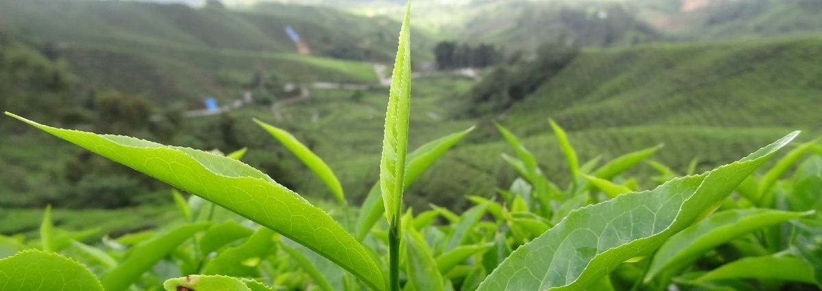 Topskud fra teplanten Camilla Sinensis
