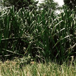 Teske hndflettet (UDEN te)