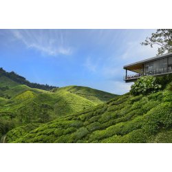 BOH Cameron Highland te 500 g