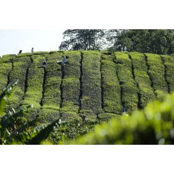 BOH Gold blend 20 tebreve